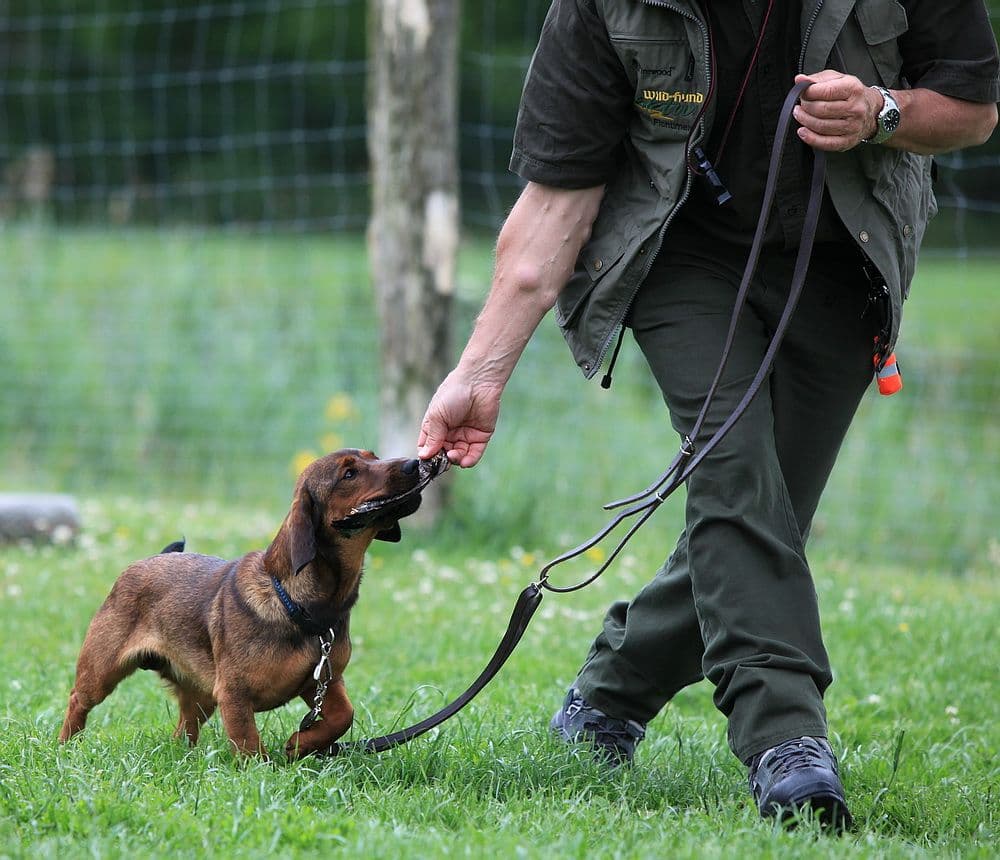 hundeschulen.jpg