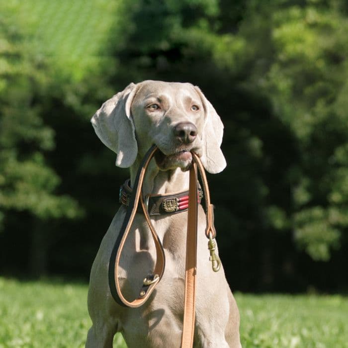 onlinekurs_hund-an-der-leine.jpg