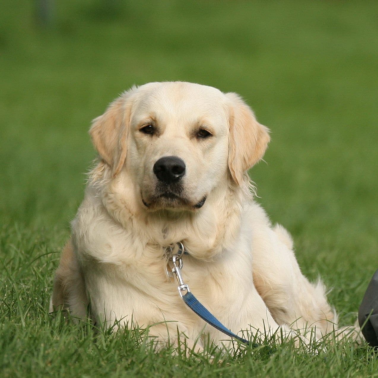 Golden Retriever im Gras – Fichtlmeiers Rasseportraits